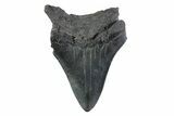 Serrated, Fossil Megalodon Tooth - South Carolina #362176-1